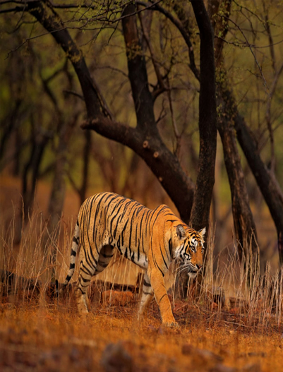 Tadoba-