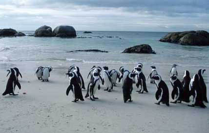 Penguins at Bounders Beach