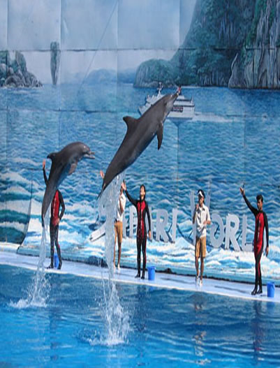 Bangkok- Dolphin-Show