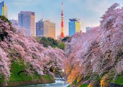 Cherry Blossom Special - Japan