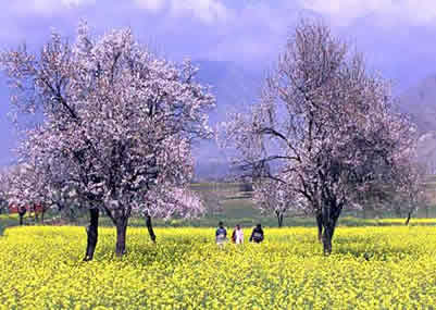 Valley of Kashmir